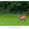 rim-1dmk3-08-8222-blog