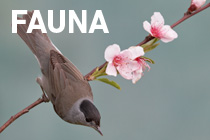 Galeria Fauna