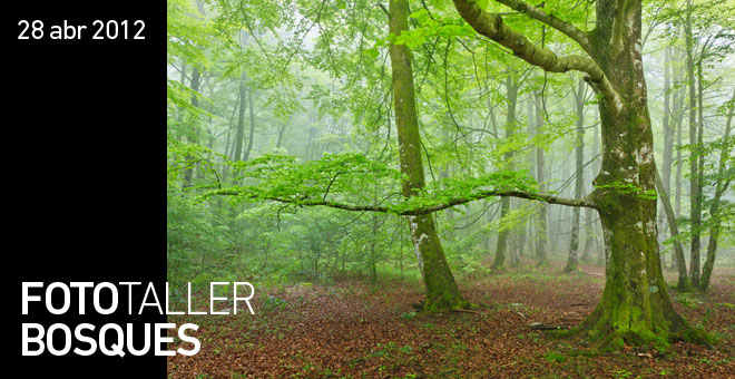 Curso de fotografía Bosques